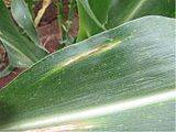 Symptoms on leaf in field.