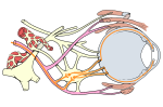 Thumbnail for Oculomotor nerve palsy