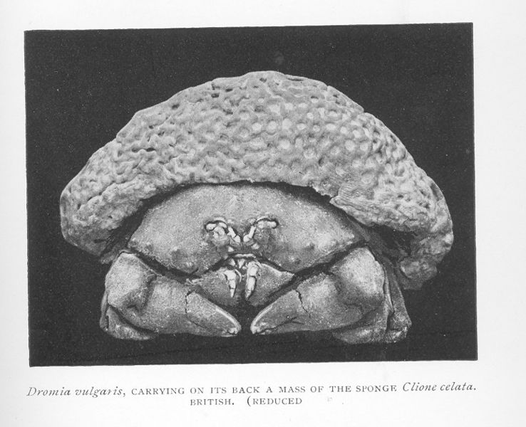 File:FMIB 46464 Dromia vulgaris, Carrying on its back a mass of the sponge Clione celata British.jpeg