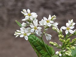 Fagopyrum dibotrys - Perennial Buckwheat on way from Gangria to Govindghat at Valley of Flowers National Park - during LGFC - VOF 2019 (13).jpg