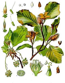 Fagus sylvatica - Köhler–s Medizinal-Pflanzen-060.jpg