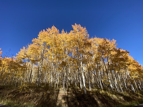 Yellow trees on a sunny October day in Ashley National Forest.