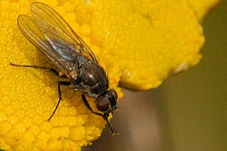 <i>Fannia lepida</i> Species of fly