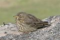 Eurasian rock pipit