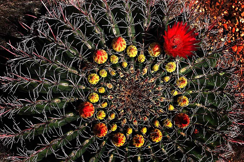 File:Ferocactus wislizeni Flower (209357947).jpg