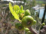 Fig fruit: what the owner expected. Ficus Carica 1.jpg