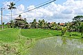 * Nomination Paddy fields in Ubud, Bali, Indonesia --Jakubhal 16:49, 21 February 2023 (UTC) * Promotion  Support Good quality. --Ermell 20:10, 23 February 2023 (UTC)