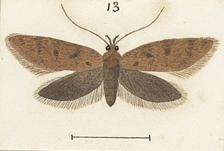 <i>Euchersadaula lathriopa</i> Species of moth endemic to New Zealand