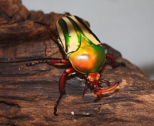 Eudicella gralli