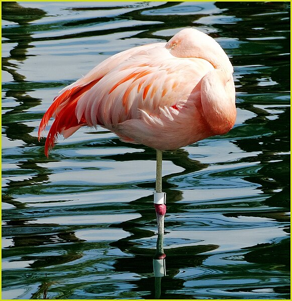 File:Flamingo, Palm Desert 2-22-14 (12819549235).jpg