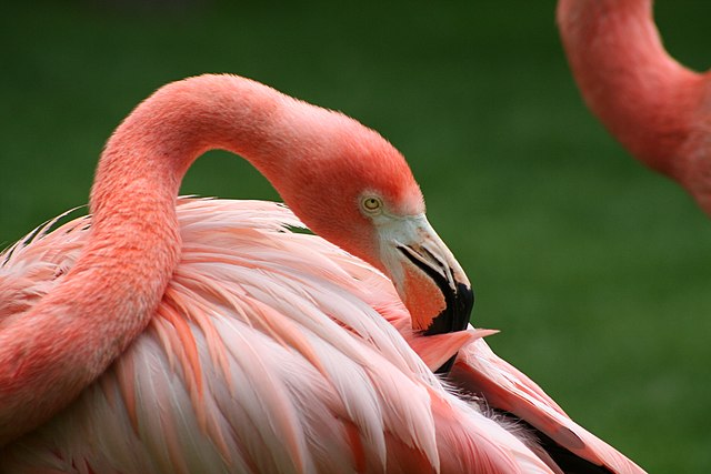  Flamingo n the Madrid Zoo