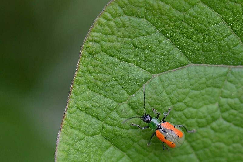 File:Flickr - ggallice - Beetle.jpg