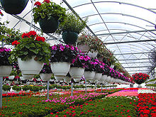 A retail greenhouse shows some of the diversity of floricultural plants Floriculture.jpg