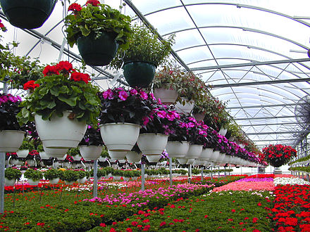 A retail greenhouse shows some of the diversity of floricultural plants