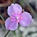 Florida Scrub Roseling (Callisia ornata) (6950469753).jpg