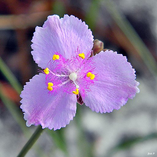 Florida Scrub Roseling (Callisia ornata) (6950469753)