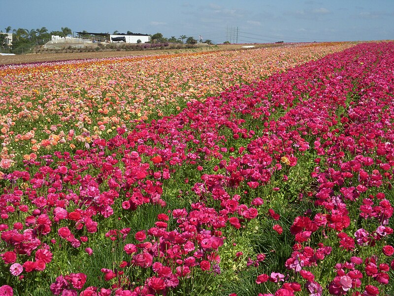 File:Flower feld 17.jpg