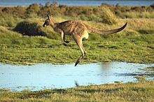 A "forester kangaroo" hopping over a puddle Flying-kangaroo.jpg