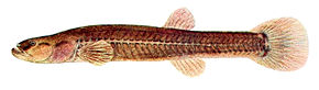 Beskrivelse av bildet Forbesichthys agassizii.jpg.