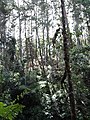 Forest Scene - Tanah Rata - Cameron Highlands - Malaysia - 02 (35412299561).jpg