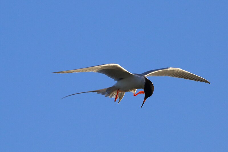 File:Forster's Tern, Don Edwards San Francisco Bay NWR 3.jpg