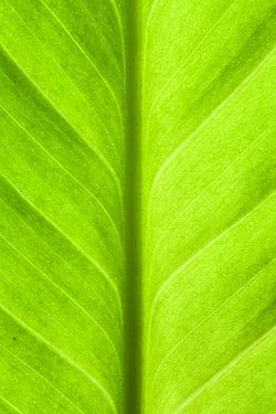 Fragment of green leaf houseplant