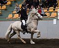 A palomino Icelandic horse as indicated by dark skin, but also possessing blue eyes, blaze and one sock on a front foot. Probably a very minimum expression of splashed white as blue eyes and white markings on the head without the splashed white factor in Icelandic horses are rare.