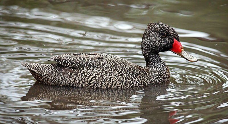 File:Freckled-Duck-male.jpg