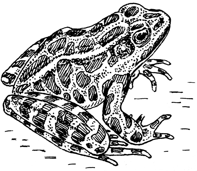 File:Frog 1 (PSF).png