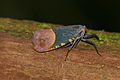 Fulgorid Planthopper (Scamandra polychroma) (23236514045).jpg