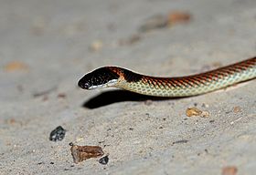 Furina diadema - Red-naped Snake (53f003e83dffffd6d9b8ed45).jpg