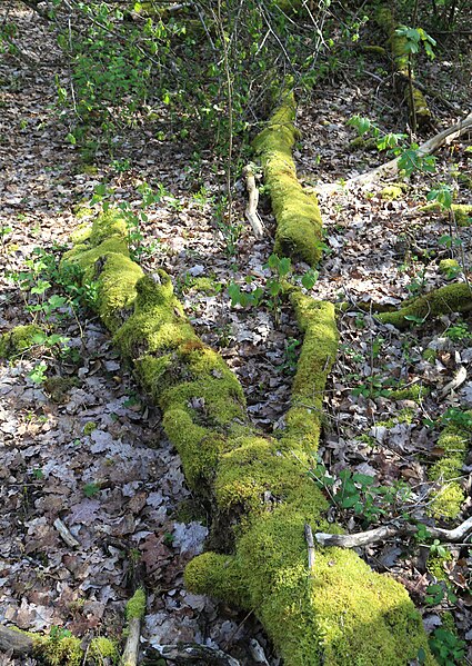 File:GLBT Laubmischwald Im Gefilde Waldperlach Muenchen-10.jpg