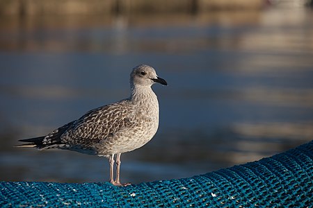 Larus michahellis, Portosín, Porto do Son, Galicia (Spain)