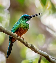 Galbula galbula - Jacamar zelený (samec); Ostrovy Anavilhanas, Novo Airão, Amazonas, Brazílie.jpg