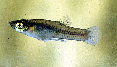 Mosquitofish