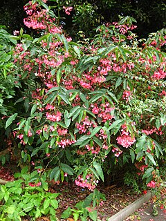 <i>Begonia coccinea</i> species of plant