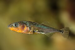 Gasterosteus aculeatus - Epinoche - Three-spined stickleback.jpg