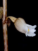 Gastrodia sesamoides Type species