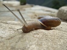 an unidentified land snail from Peru Gastropod from Peru.jpg