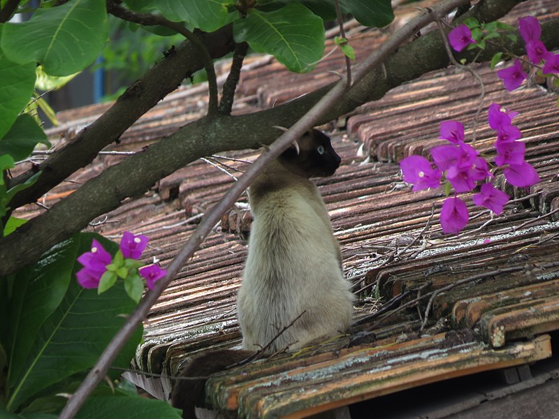 File:Gato sobre telhado.jpg