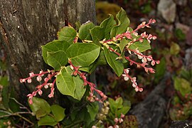 Gaultheria shallon