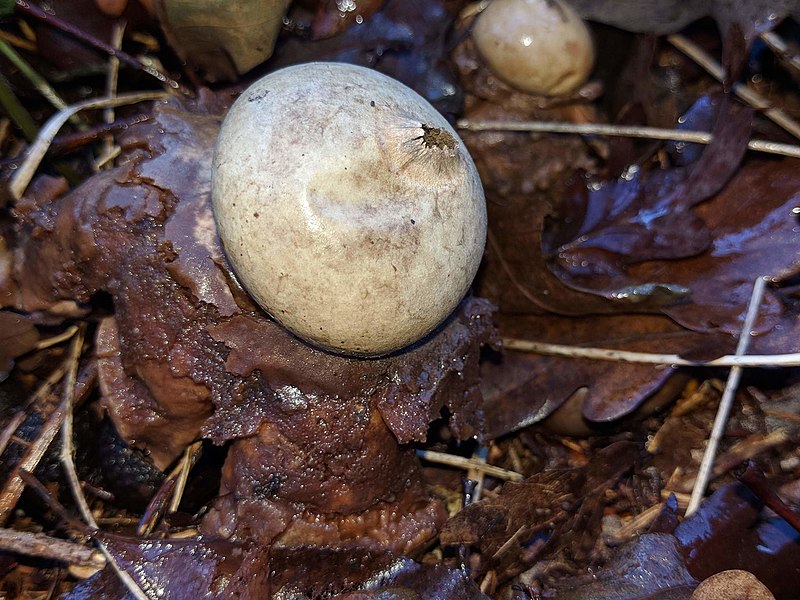 File:Geastrum triplex 108894910.jpg