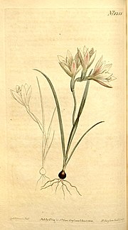 Thumbnail for Geissorhiza setacea