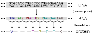 The DNA sequence of a gene encodes the amino acid sequence of a protein Genetic code.svg