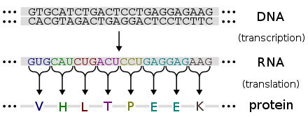 The DNA sequence of a gene encodes the amino acid sequence of a protein