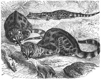 Common genet Genette-drawing.jpg