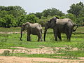 Ghanaian wildlife.JPG