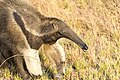 Giant Anteater - Karanambu Ranch - Guyana (23626260006).jpg
