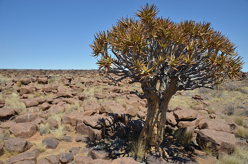 File:Giants Playground a aloe rozsochatá - Namibie - panoramio.jpg