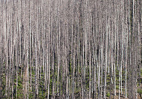 Glacier National Park Old Burn Area 1965.jpg